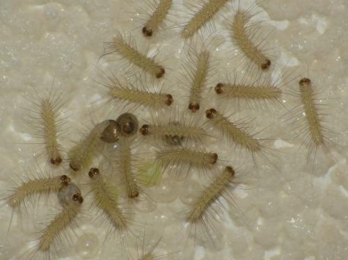 Spilosoma lutea